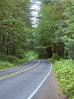 tmbr_hwy_canopy_small.webp