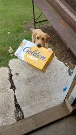Ollie Beer.webp