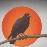 Yata-Garasu