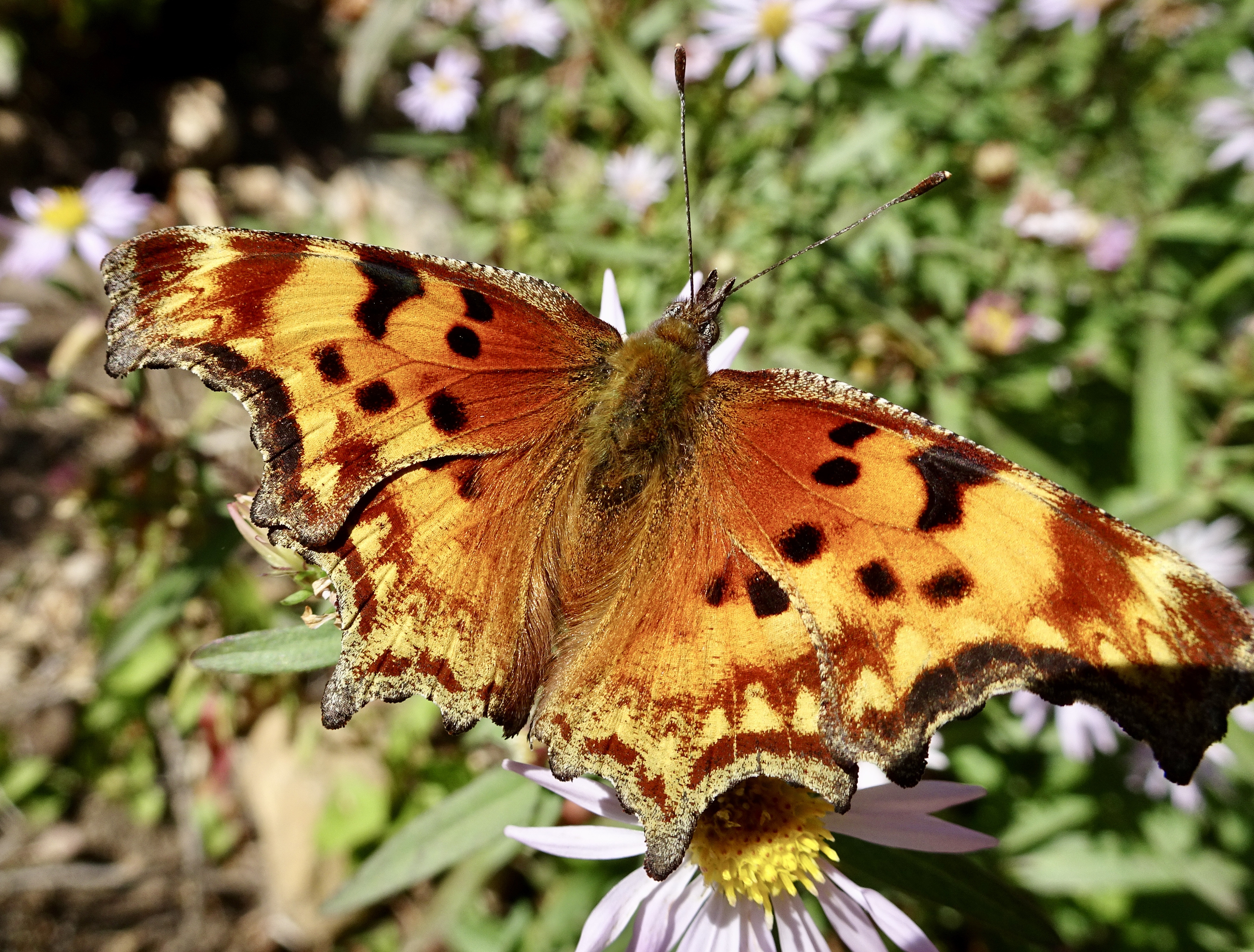 [Image: cb12c1819554d478cbfa14ef653ae35a.jpg]